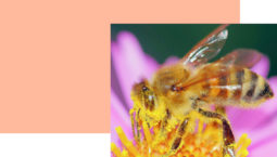 De l’ancrage au développement local : Vers l’entreprise pollinisatrice